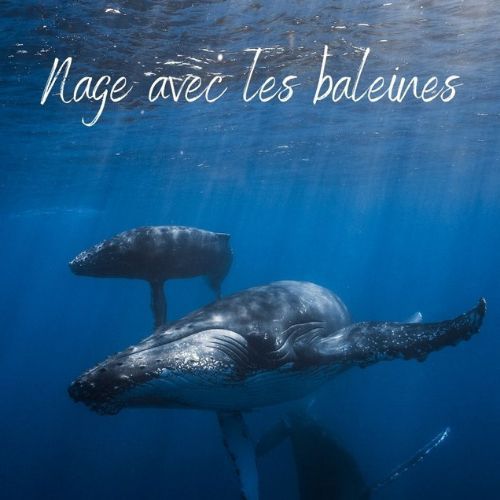 Pochette de Nage avec les Baleines