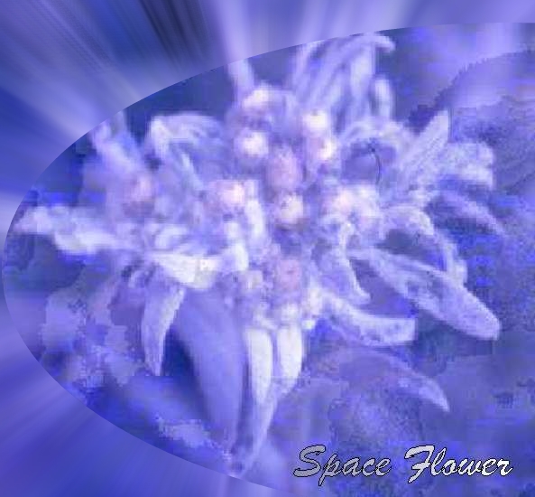 Pochette de Space Flower
